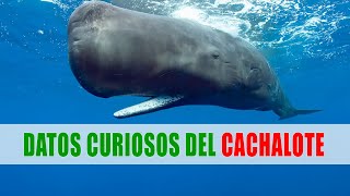 Cachalote Physeter macrocephalus  Datos curiosos de animales [upl. by Phillip]