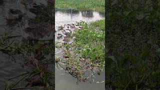 The swan is eating a water hyacinths swan water shortvideo shorts [upl. by Elephus147]