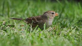 725 White Crowned Sparrow [upl. by Caddric]