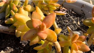 How I Propagated My Coppertone Stonecrop Plant [upl. by Holmann]