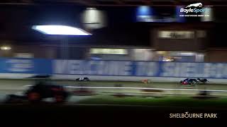 2024 BoyleSports Irish Greyhound Derby 1st SemiFinal [upl. by Aerua]