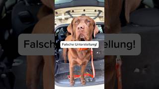 Dein Hund HILFT beim Auto waschen samlabrador [upl. by Kushner]