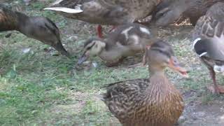 shorts Baby Mallard Duck [upl. by Carboni]