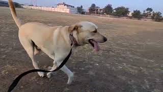 Labrador Dog Montu Running in Morning 🌄 [upl. by Alliuqat]