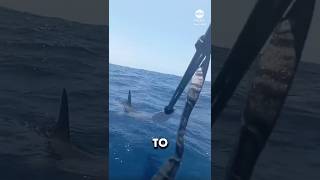 Hammerhead Shark vs kayaker [upl. by Rizzi]