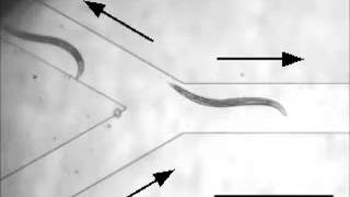 HighThroughput MotilityBased Sorter for Microswimmers such as C elegans [upl. by Yrrag659]