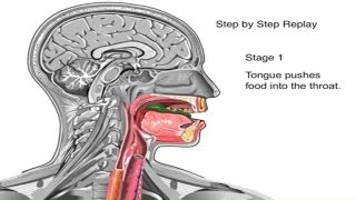 How Swallowing Works Animation Video  Stages of Swallowing Process  Swalllow Anatomy amp Physiology [upl. by Nyroc]