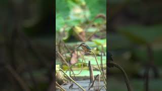 Common Kingfisher 普通翠鸟  Jurong Lake Garden [upl. by Hatti505]