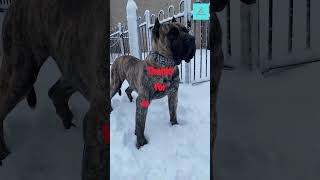 The Presa Canario shortsfeed dogbreed [upl. by Shell74]