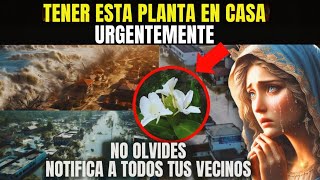 MENSAJE URGENTE DE LA VIRGEN MARÍA ¡TODOS DEBEMOS PLANTAR ESTA PLANTA PARA SOBREVIVIR NO IGNORAR [upl. by Aihsilat]