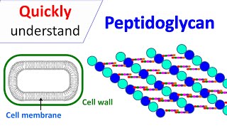 Peptidoglycan  Prokaryotic cell wall [upl. by Yllrebmik]