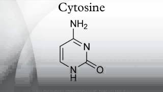 Cytosine [upl. by Llerdnod]