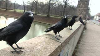 Sound of Crows [upl. by Oyr]