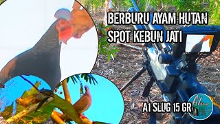 Berburu ayam hutan  spot kebun jati jarak dekat  Hummer x tactical a1 slug [upl. by Kakalina]