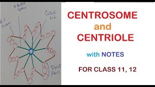 CENTROSOME and CENTRIOLES  Class 11 12 [upl. by Shauna790]