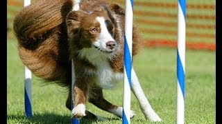 Dog Agility Seven Nation Army [upl. by Ebner]