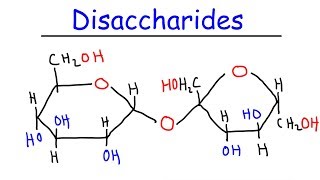 Disaccharides  Sucrose Maltose Lactose  Carbohydrates [upl. by Erund422]