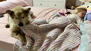 Dog Keeps Trying To Steal Little Sleeping Girls Blanket [upl. by Adiraf]