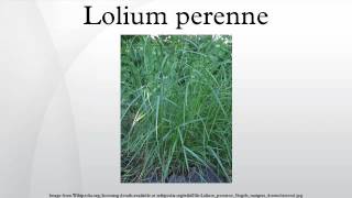 Lolium perenne [upl. by Treat]