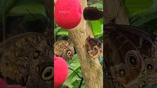 🦋 Butterfly garden Vancouver BC [upl. by Agnew]