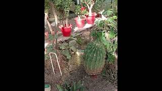 many varieties of cactus plant [upl. by Tasha638]