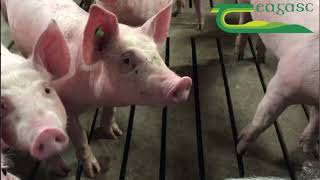 Teagasc Pig Research Facility Update  16 July [upl. by Kudva]