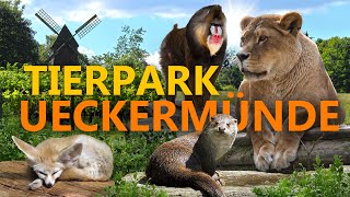 Tierpark Ueckermünde  ZooEindruck [upl. by Meerek]