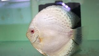 Cobalt Blue Albino Discus Pair  Diskus Zuchtpaar KobaltBlauAlbino [upl. by Gerkman780]