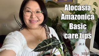 My newly added plant Alocasia amazonica  Basic care tips alocasiaamazonica caretips [upl. by Madeleine]