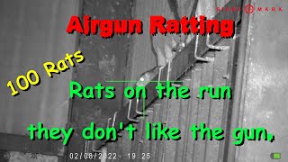 Airgun Ratting Rats on the run  they dont like the gun [upl. by Kyte357]