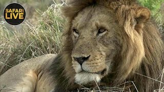 safariLIVE  Sunrise Safari  November 18 2018 [upl. by Sarazen]