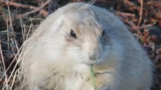 Blacktailed prairie dog Cynomys ludovicianus at Bison Watering Hole  GNP  exploreorg [upl. by Ainimreh297]