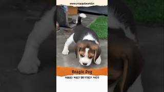 Beagle Dog in Jalandhar and Chandigarh beagle pets doglover [upl. by Atilehs660]