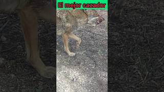 coyotes camara trampa wildlife faunanaturaleza [upl. by Annaul]