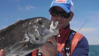 Early May Tautog Fishing in Buzzards Bay on Cape Cod [upl. by Khalid]