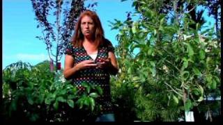 Growing amp Caring for Trees  How to Grow Australian Tea Trees Leptospermum laevigatum [upl. by Ardnalak]