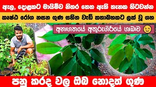 කුෂ්ඨ රෝග නසන ගුණ ඇති පණු කරඳ Crudia zeylanica ගැන ඔබ නොදත් දේ පණු කරඳ Crudia zeylanica [upl. by Oiliruam]