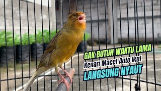 kenari gacor panjang JITU PANCINGAN KENARI AGAR BUNYI JADIKAN BURUNG KENARI GACOR PANJANG JERNIH [upl. by Lower]