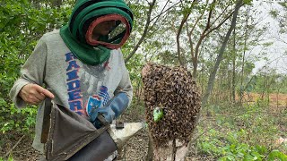 🐝 Cómo capturar un enjambre de abejas volador ￼ [upl. by Henning]