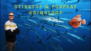 Zeeaquarium  Stikstof amp fosfaat kringloop [upl. by Gilder32]