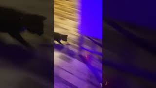 Kitty vs Laser [upl. by Lili]