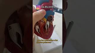 válvulas cardiacas ¿cómo funcionan 🤔💯 valvulascorazon faltadeaire [upl. by Gaynor88]