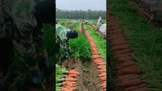 Carrots harvesting tricks 🥕 us farming secrets  carrots farming shorts agriculture [upl. by Sualakcin]