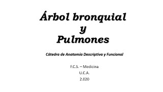 Arbol bronquial y Pulmones [upl. by Salohcim606]