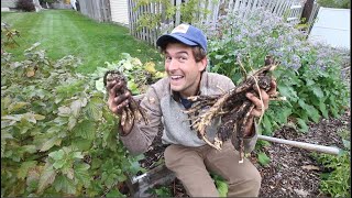 First Time Harvesting Horseradish After 140 Days of Growing How did we do [upl. by Sagerman680]