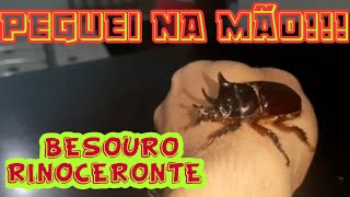 Peguei um Besouro Rinoceronte COM A MÃO  ANIMAL INCRÍVEL [upl. by Marozik818]