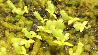 NEPENTHES 101GROWING NEPENTHES PITCHER PLANTS FROM SEEDS HOW I GERMINATE NEPENTHES SEEDS [upl. by Luba]