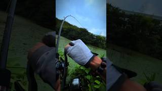 I Found an Abandoned Pet pondshorts fishing crazyfish bassfishing viralvideo nature [upl. by Elleirb]