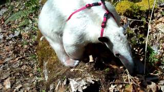 Anteater Eating the First Ants of Spring [upl. by Teryl]