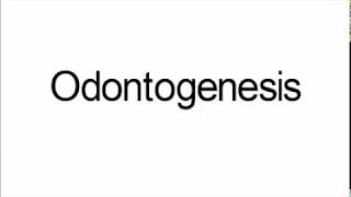 Odontogenesis [upl. by Nolyaw]